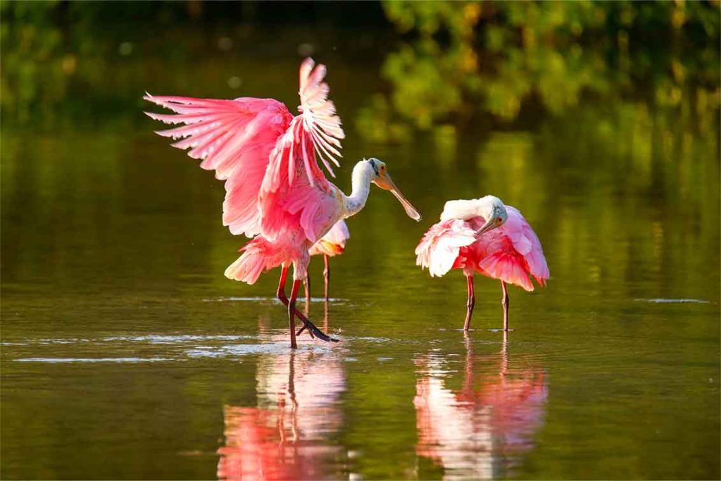 Photo of Flamingos in water