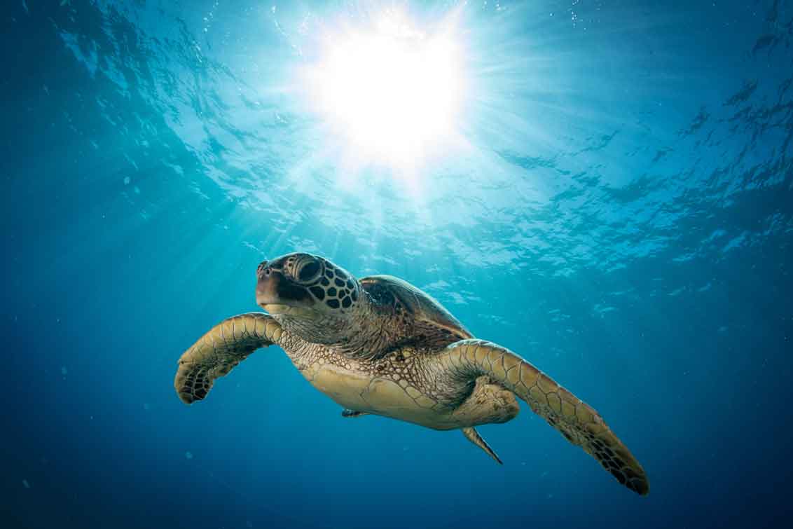 Photo of Sea Turtle swimming under water