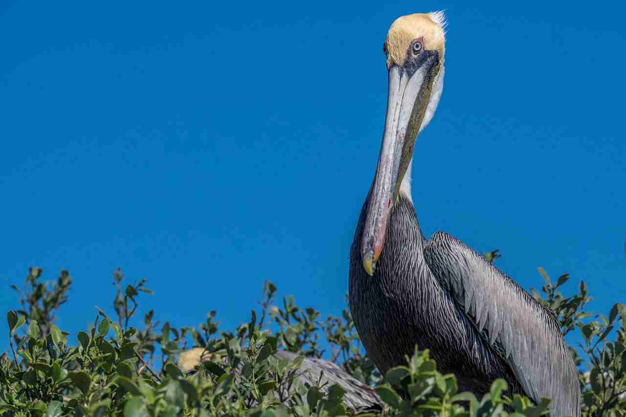 Photo of pelican in New Smyrna Beach, FL